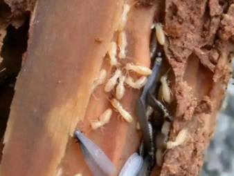 泰州市白蚁防治公司分享实木家居养护：远离白蚁侵蚀，延长家具使用寿命